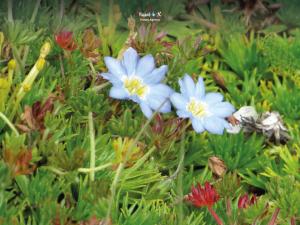 Imagen Flora Antisana