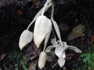 Imagen Orquídea Baños de Agua Santa