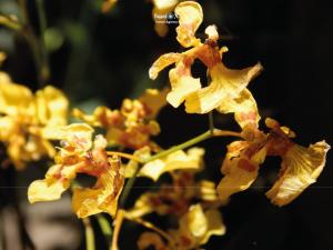 Imagen Orquídea Mindo