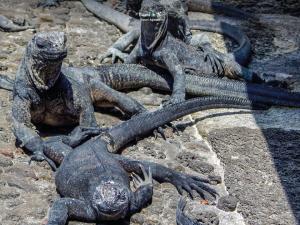 Imagen Iguanas