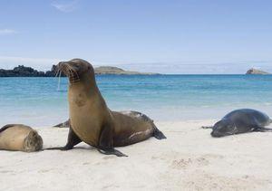 Imagen Lobo marino Galápagos