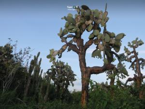 Imagen Cactus de Galápagos