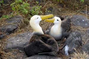 Imagen Albatros Galápagos