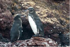 Imagen Pingüino de Galápagos