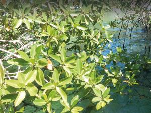 Imagen Manglar Galápagos