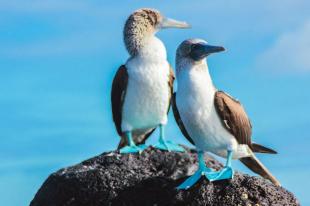 Imagen Piqueros patas azules
