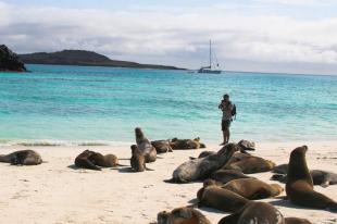 Imagen Lobos Marinos