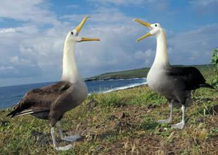Imagen Albatros