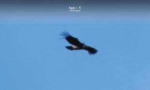 Imagen Observación del Cóndor