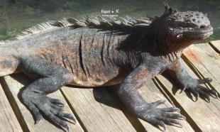 Imagen Iguana - Isla Isabela