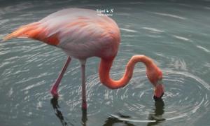Imagen Isabela - Poza de Flamingos
