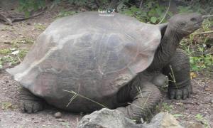 Imagen Tortuga gigante