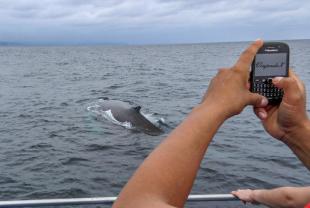 Imagen Observación de ballenas