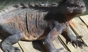 Imagen Iguana - Isla Isabela