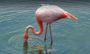 Imagen Poza de flamingos