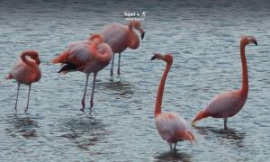 Imagen Poza de flamingos