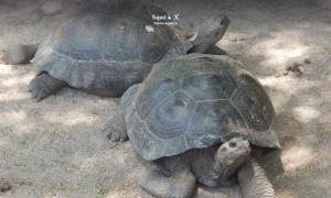 Imagen Galápagos