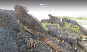 Imagen Iguana de Galápagos