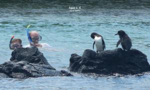 Imagen Pinguinos