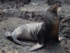 Imagen Lobo marino