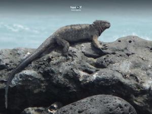 Imagen Iguana marina