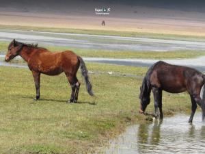 Imagen Caballos salvajes