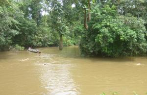 Imagen Natación y kayak en Cuyabeno