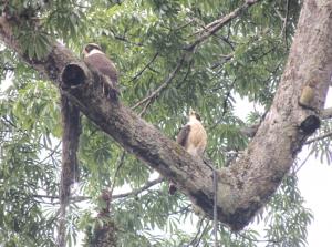 Imagen Aves en Cuyabeno