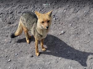 Imagen Zorro de páramo