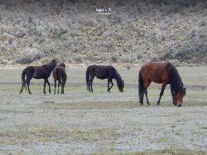 Imagen Caballos cimarrones