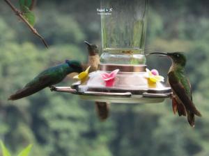 Imagen Colibríes