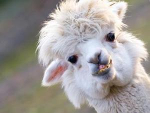 Imagen Alpaca