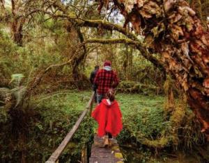 Imagen Bosque de Polylepis