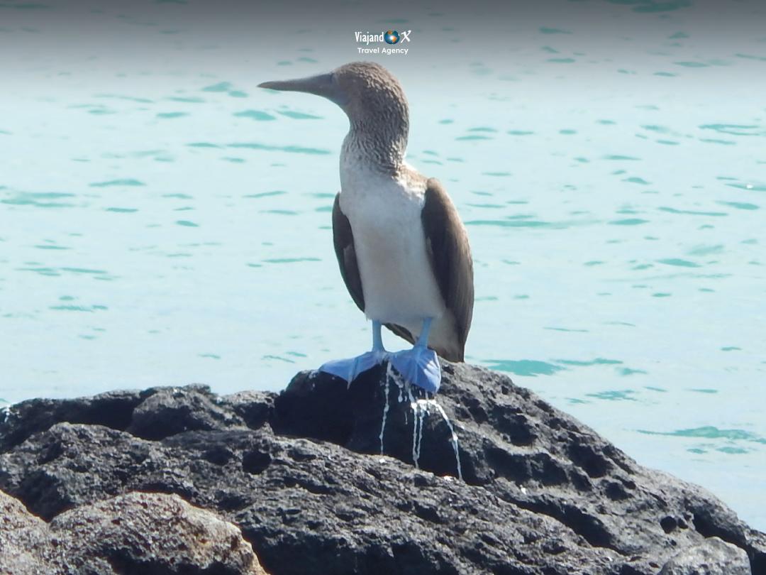 Tour San Cristóbal Galápagos