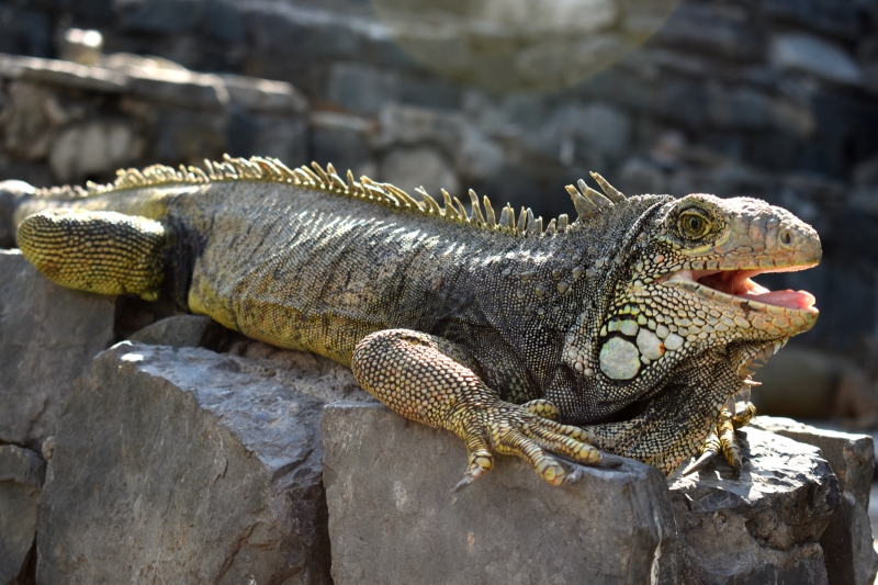 Parque de Iguanas en Guayaquil
