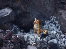 Fotografía de un Zorro Colorado Ecuatoriano, Realizada en el refugio del Volcán Cotopaxi, use una cámara: Lumix Panasonic FZ82.