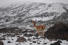 Fauna captada en época invernal en la base del volcán.