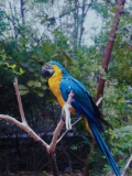 Guacamaya en su mejor perfil.
Forman parte de las especies protegidas dentro del Parque Histórico de Guayaquil donde reciben observación especializada.