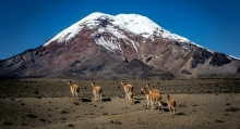 Paisaje del volcán Chimborazo y entre las faldas del mismo las vicuñas emprendiendo largo viaje. 