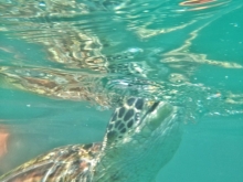 Tortuga Marina 
